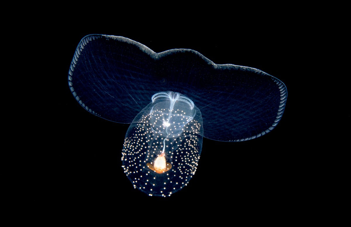 Sea butterflies are mollusks that live their whole life in the upper layers of the ocean. This adult specimen photographed in Florida is approximately the size of a quarter or a little bigger. The glowing bulb at the center of its body is its stomach.